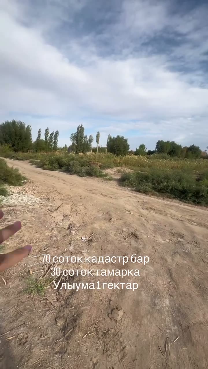 Jay, Arba shawıl, Nókis